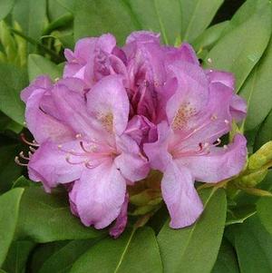 Rhododendron catawbiense 'Boursault'