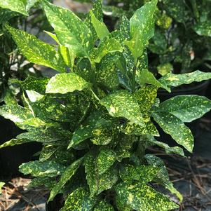 Aucuba japonica 'Gold Dust'
