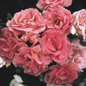 Rose Climber 'Zéphirine Drouhin'