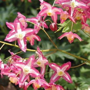 Epimedium x rubrum 