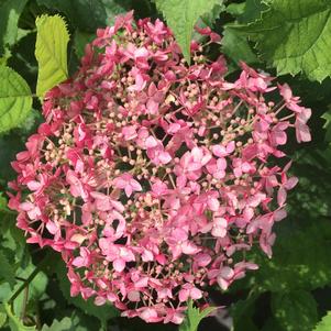 Hydrangea arborescens Proven Winners®Color Choice®Invincibelle®Spirit II