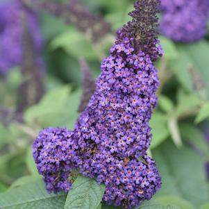 Buddleia x Proven Winners® Color Choice® Pugster® Blue