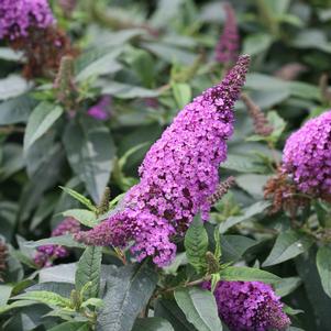 Buddleia x Proven Winners® Color Choice® Pugster® Periwinkle