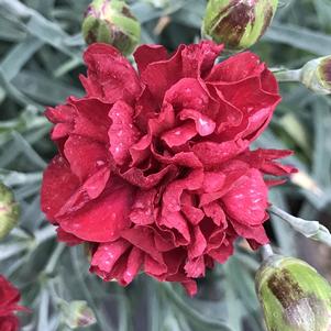 Dianthus Scent First® Passion