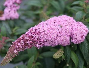 Buddleia x Proven Winners® Color Choice® Pugster Pink®