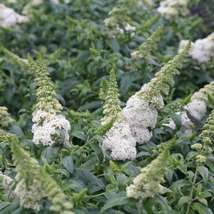Buddleia x Proven Winners® Color Choice® Pugster® White