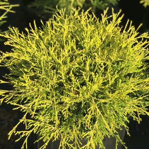 Chamaecyparis pisifera filifera 'Gold Mop'