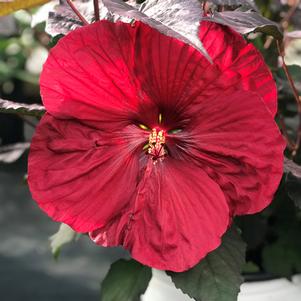 Hibiscus 'Holy Grail'