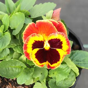 Pansy Mammoth™'On Fire'