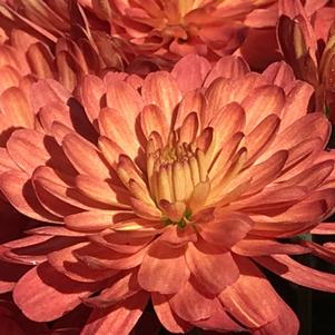Chrysanthemum Jacqueline Orange