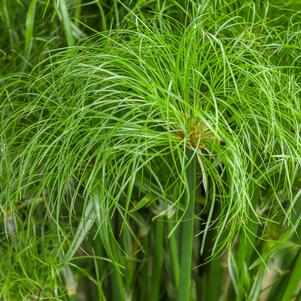 Cyperus Graceful Grasses® Prince Tut™