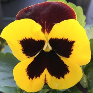 Pansy Matrix® Red Wings