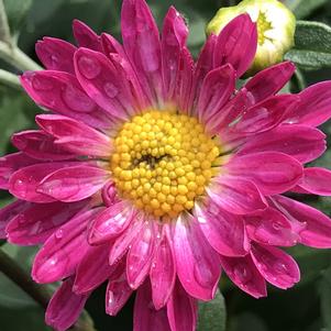 Chrysanthemum Stacy™ Pink