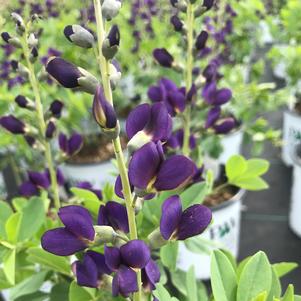 Baptisia Proven Winners® Decadence® Sparkling Sapphires