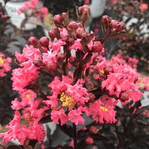 Lagerstroemia indica Center Stage® Coral