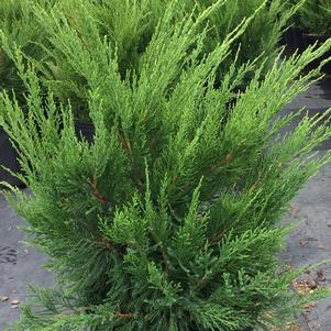Juniperus chinensis 'Sea Green'