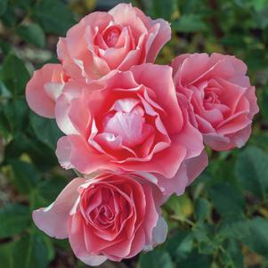 Rose Floribunda Passionate Kisses™
