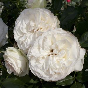 Rose Climber Romantica® White Eden Climber®