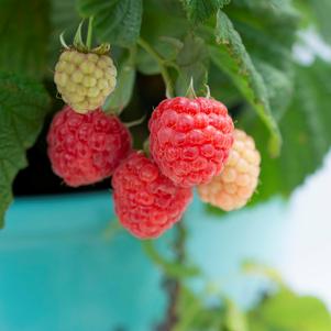 Rubus Bushel and Berry™ Raspberry Shortcake™