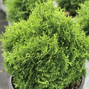 Thuja occidentalis Proven Winners® Color Choice® Tater Tot®