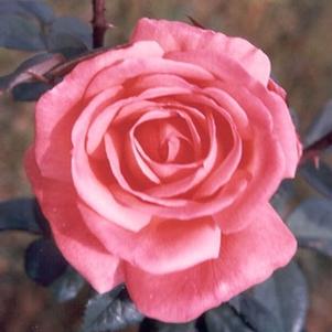 Rose Hybrid Tea 'Tropicana'