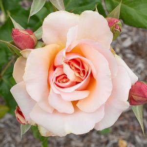 Rose Grandiflora Mother of Pearl®