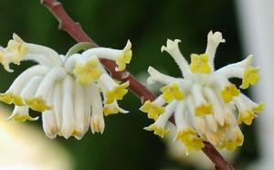Edgeworthia chrysantha 'Gold Finch'