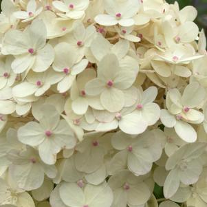 Hydrangea paniculata Proven Winners® Color Choice® 'Limelight'