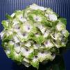 Hydrangea macrophylla Everlasting® Noblesse