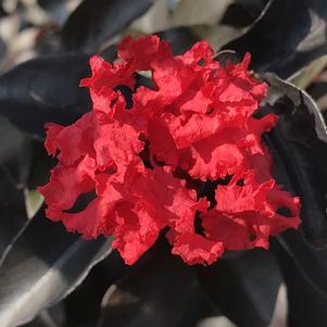 Lagerstroemia indica Center Stage® Red