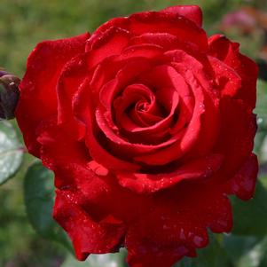Rose Grandiflora Grand Amore Eleganza®