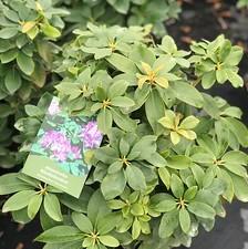 Rhododendron x Minnetonka