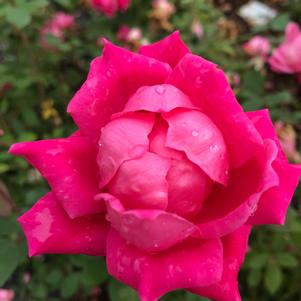 Rose Shrub Double Pink Knock Out®