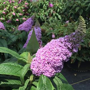 Buddleia x Proven Winners® Color Choice® Pugster® Amethyst