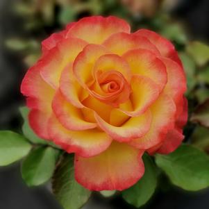 Rose True Bloom® True Sincerity ()