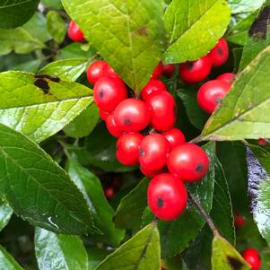 Ilex verticillata Winter Red® (Common Winterberry)
