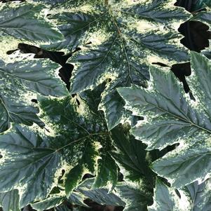 Acanthus 'Whitewater' (Variegated Bear's Breeches)