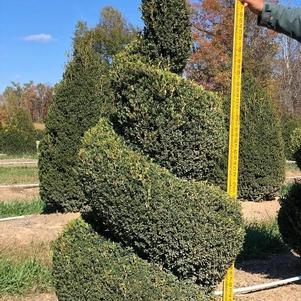 Boxwood Topiary Spiral #4 'John Baldwin' 4-5' H