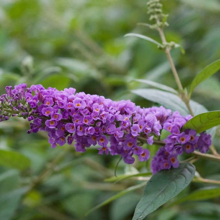 Buddleia Lo & Behold® 'Blue Chip'