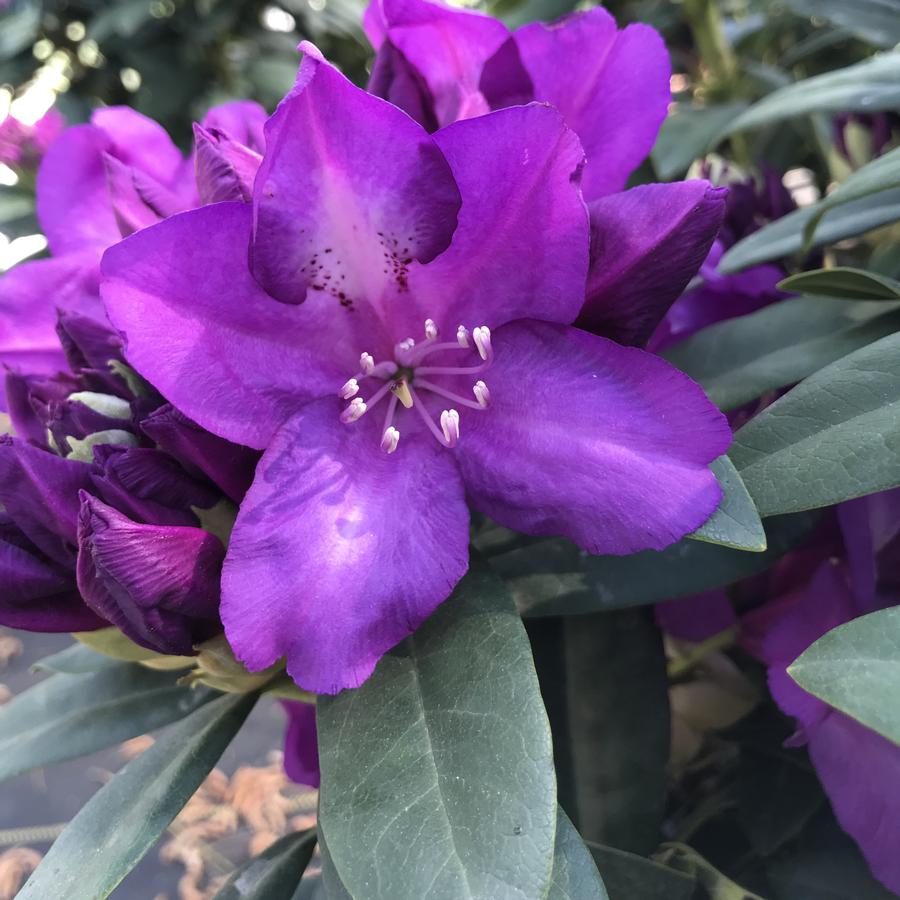 Rhododendron Highland™'Purple Passion'