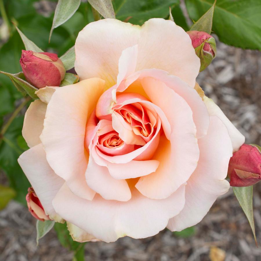 Rose Grandiflora Mother of Pearl®