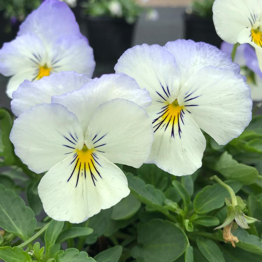 Pansy Cool Wave® Frost