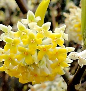 Edgeworthia chrysantha 'Nanjing Gold'
