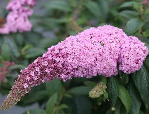 Buddleia x Proven Winners® Color Choice® Pugster® Pink