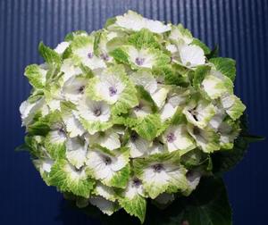 Hydrangea macrophylla Everlasting® Noblesse