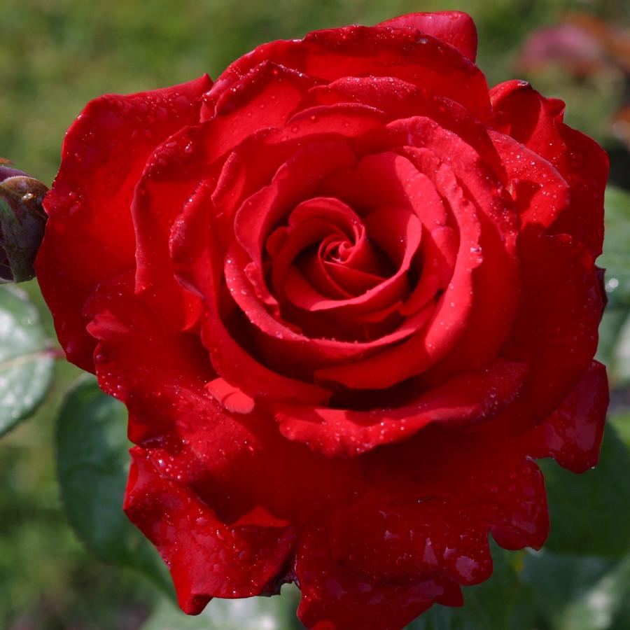 Rose Grandiflora Grand Amore Eleganza®