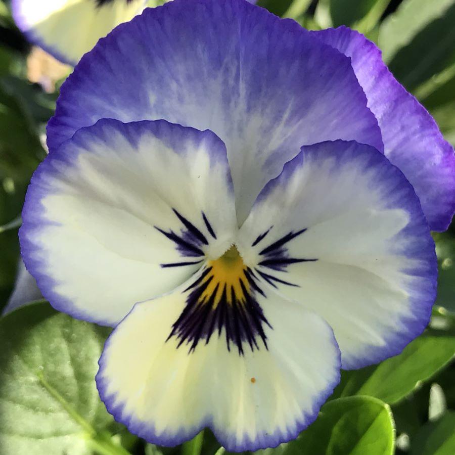Viola ColorMax Icy Blue