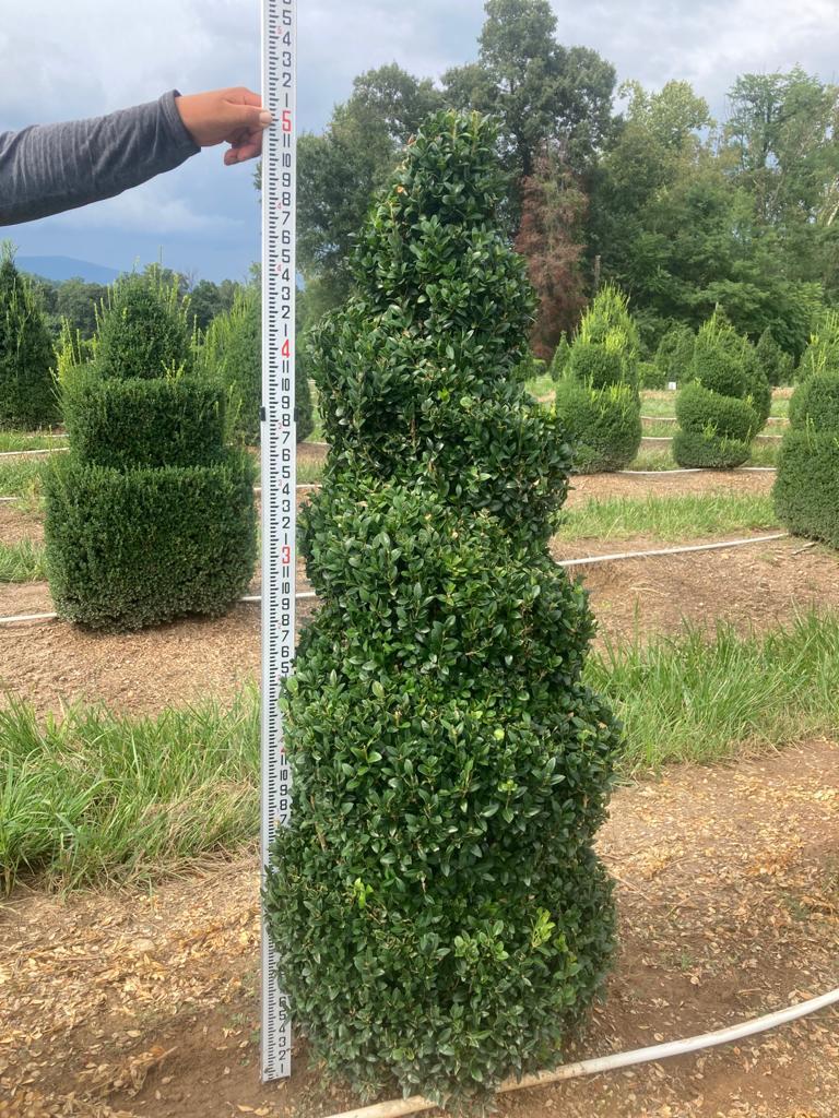 Boxwood Topiary Spiral #1 'Dee Runk' 4-5'