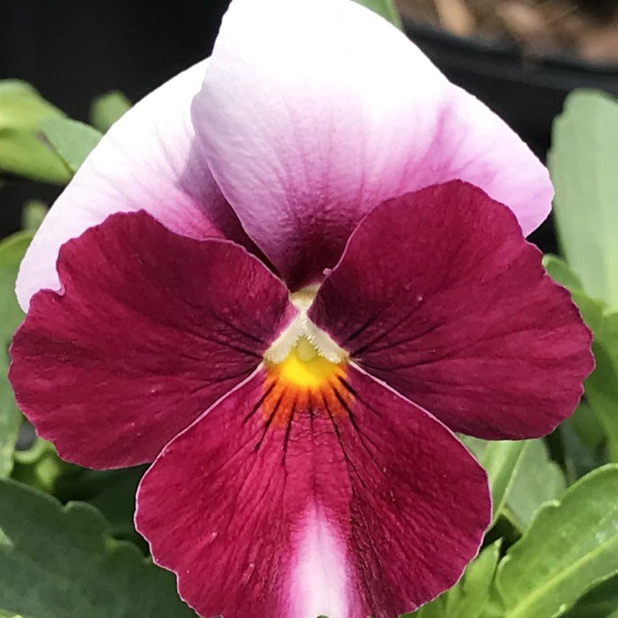 Viola ColorMax Beacon™ Rose