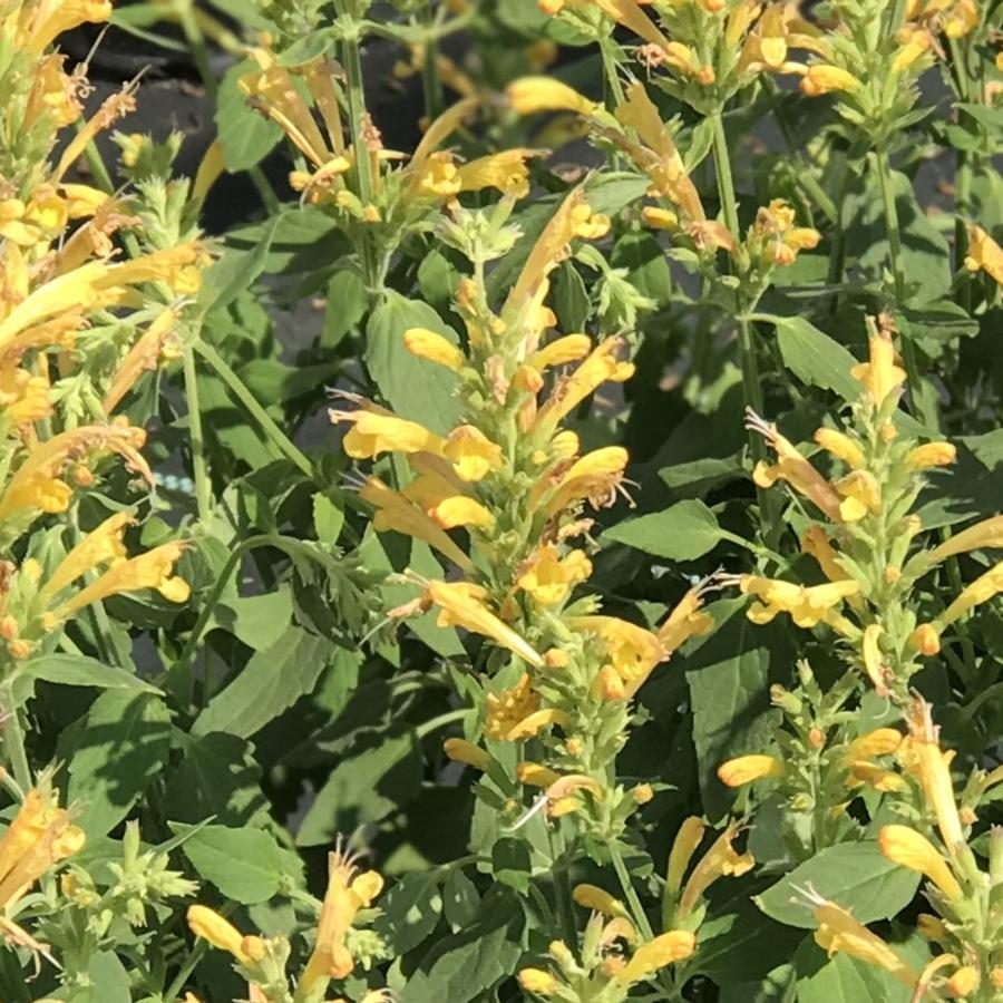 Agastache COPY hybrid POQUITO™ Butter Yellow